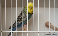 15.Jungvogel 002.png